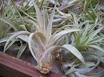 TILLANDSIA : CAPITATA PEACH